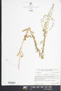 Lepidium campestre image