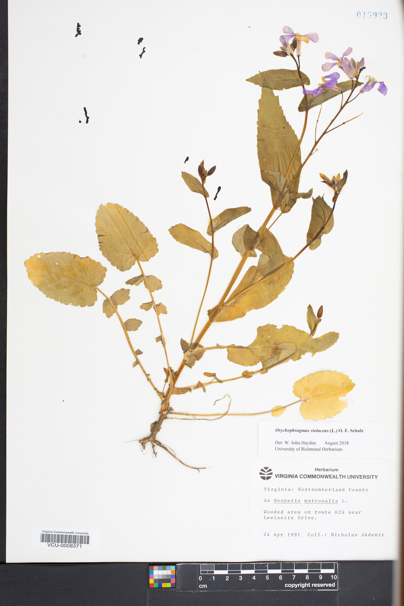 Orychophragmus violaceus image