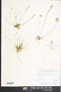 Teesdalia nudicaulis image