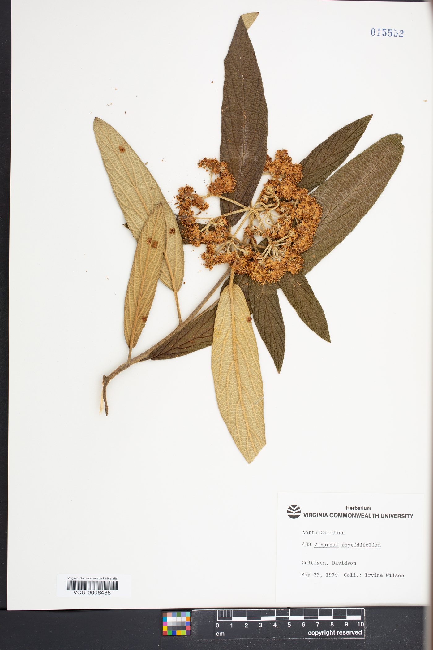 Viburnum rhytidophyllum image