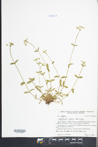 Cerastium nutans image