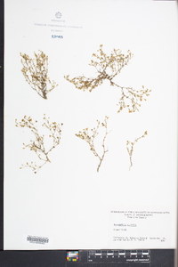 Gypsophila muralis image