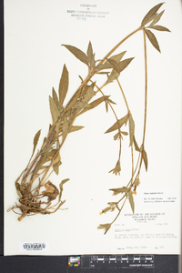 Silene latifolia image