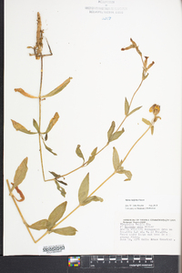 Silene latifolia image