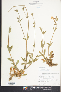 Silene latifolia image