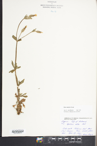 Silene latifolia image