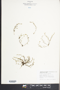 Sagina decumbens image