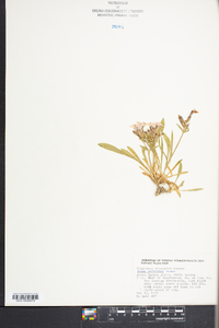 Silene caroliniana image