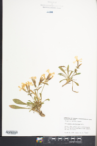 Silene caroliniana image