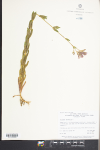 Silene armeria image