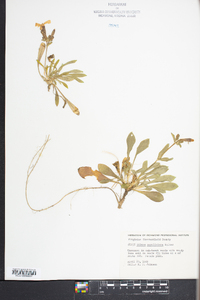 Silene caroliniana image