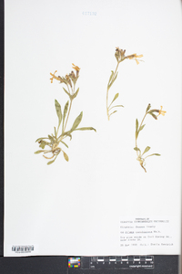 Silene caroliniana image