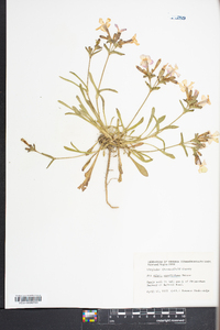 Silene caroliniana image