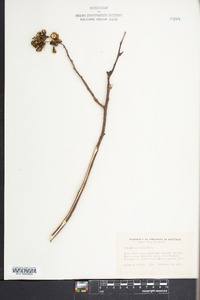 Celastrus scandens image