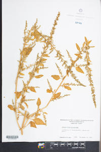 Chenopodium polyspermum image