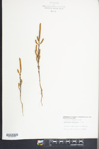 Salicornia bigelovii image