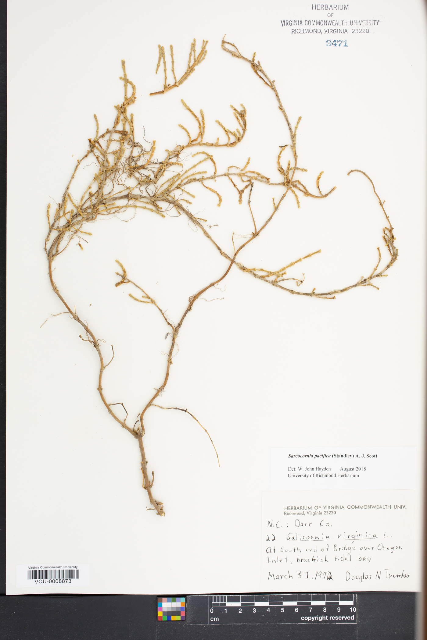 Sarcocornia pacifica image