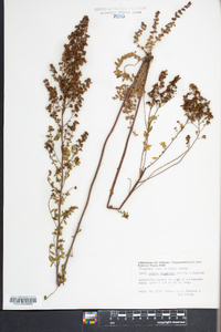 Lechea pulchella var. pulchella image