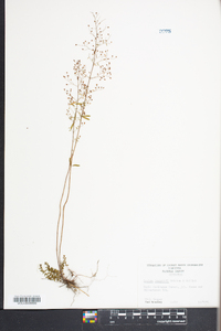 Lechea pulchella var. pulchella image