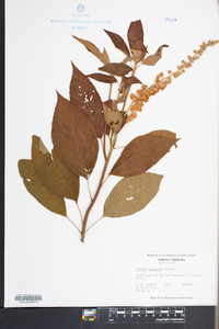 Clethra acuminata image