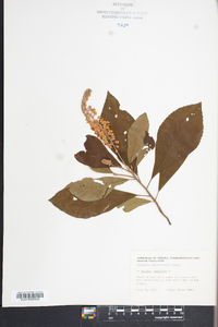 Clethra alnifolia image