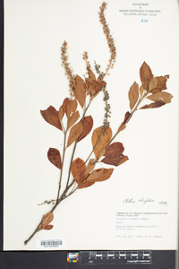 Clethra alnifolia image