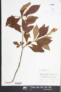 Clethra alnifolia image