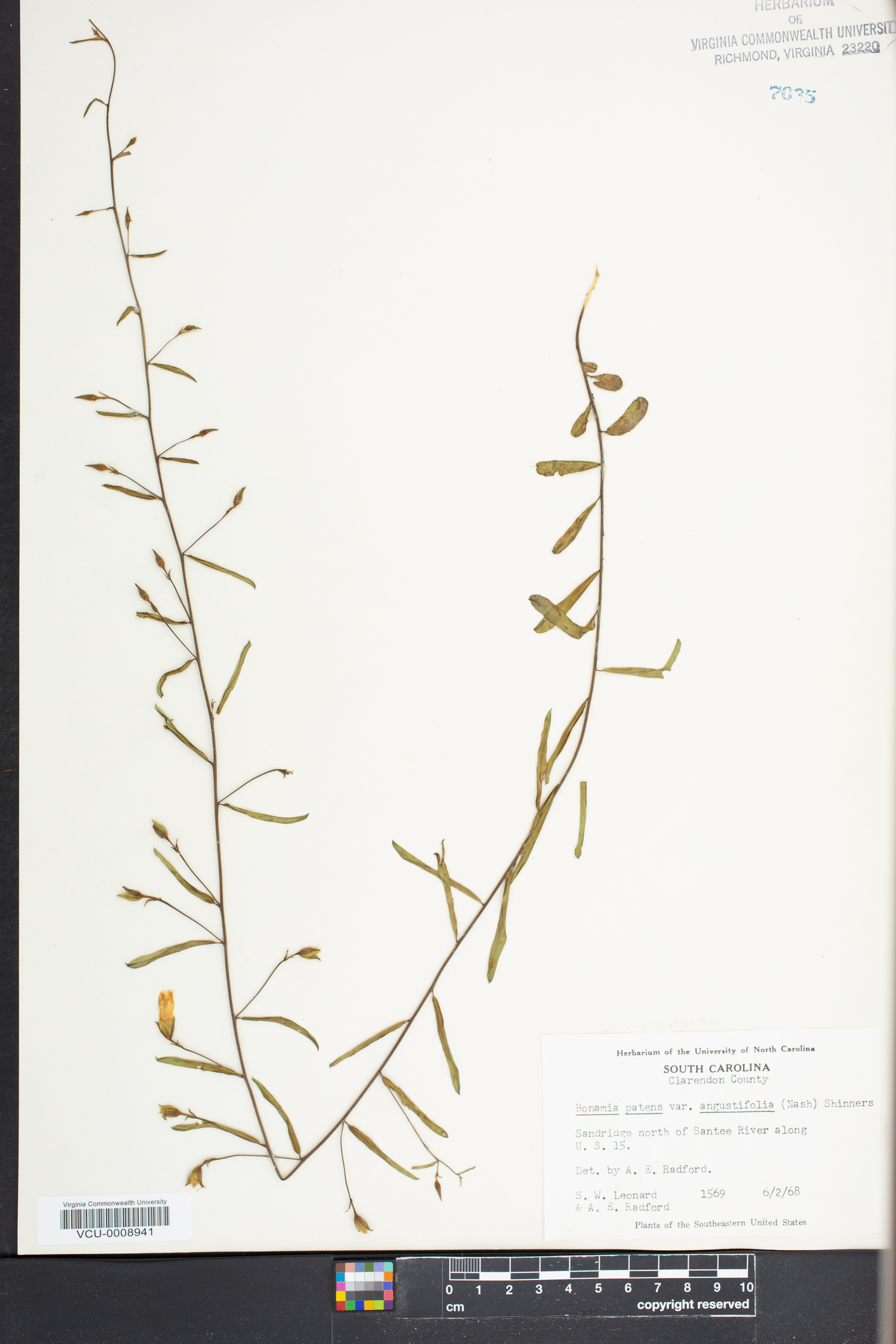 Bonamia patens var. angustifolia image