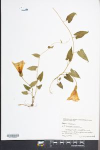 Convolvulus arvensis image