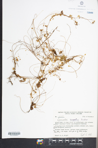 Cuscuta campestris image