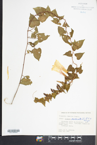 Ipomoea pandurata image