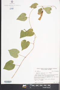 Ipomoea pandurata image