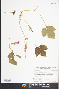 Ipomoea hederacea image