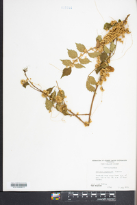 Cuscuta campestris image