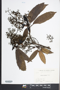 Aucuba japonica image