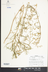 Stylisma pickeringii var. pattersonii image