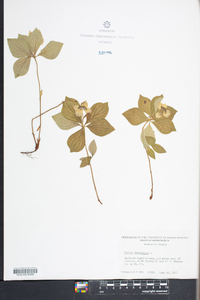 Cornus canadensis image