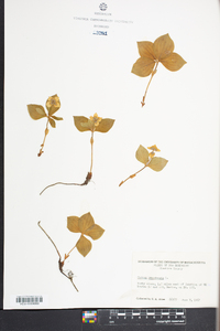 Cornus canadensis image