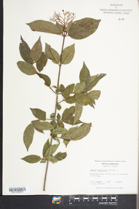 Cornus asperifolia image