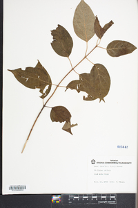 Cornus stricta image