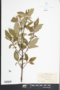 Cornus sericea subsp. sericea image