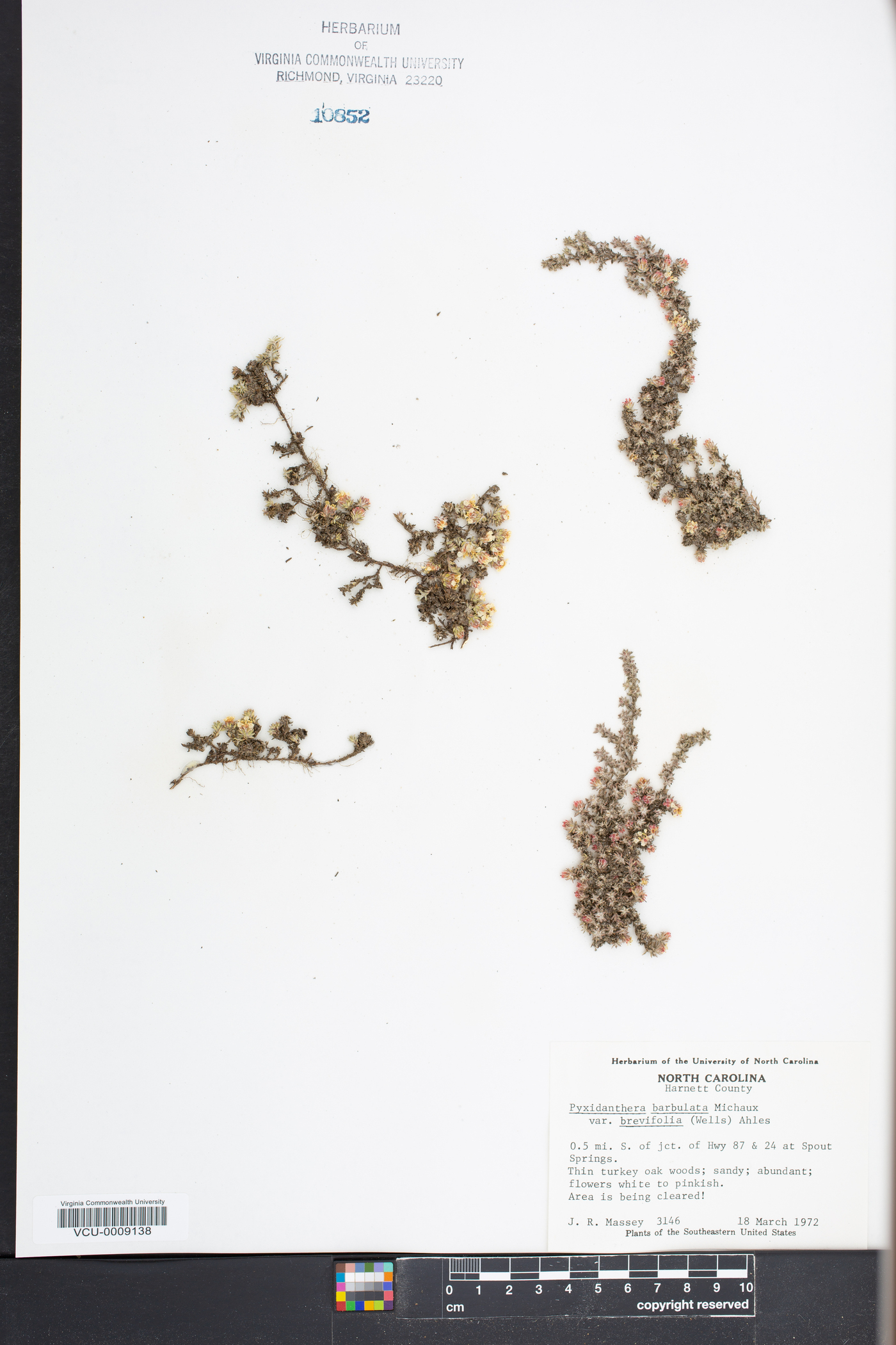 Pyxidanthera barbulata var. brevifolia image