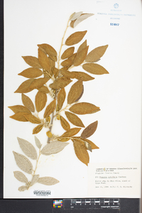 Elaeagnus umbellata image