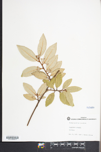 Elaeagnus pungens image