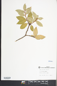 Elaeagnus pungens image