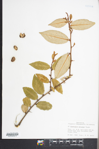 Elaeagnus pungens image