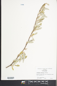 Elaeagnus umbellata image