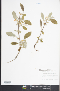 Elaeagnus umbellata image