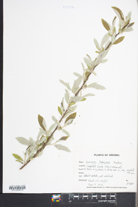 Elaeagnus umbellata image
