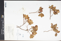 Gaultheria procumbens image